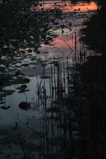 Twilight on the Lily Pads