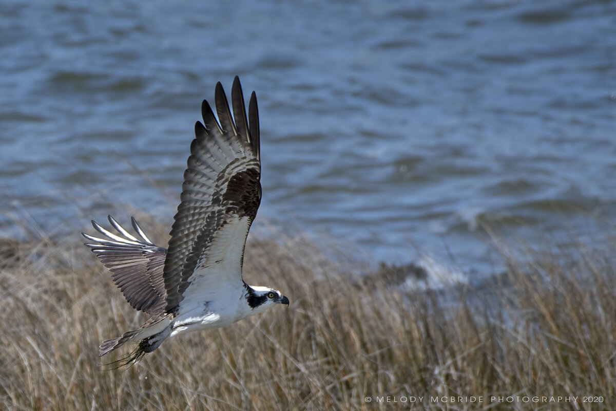 Osprey in Flight