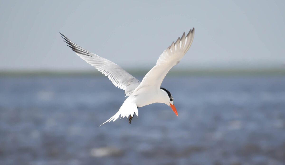 Royal Tern