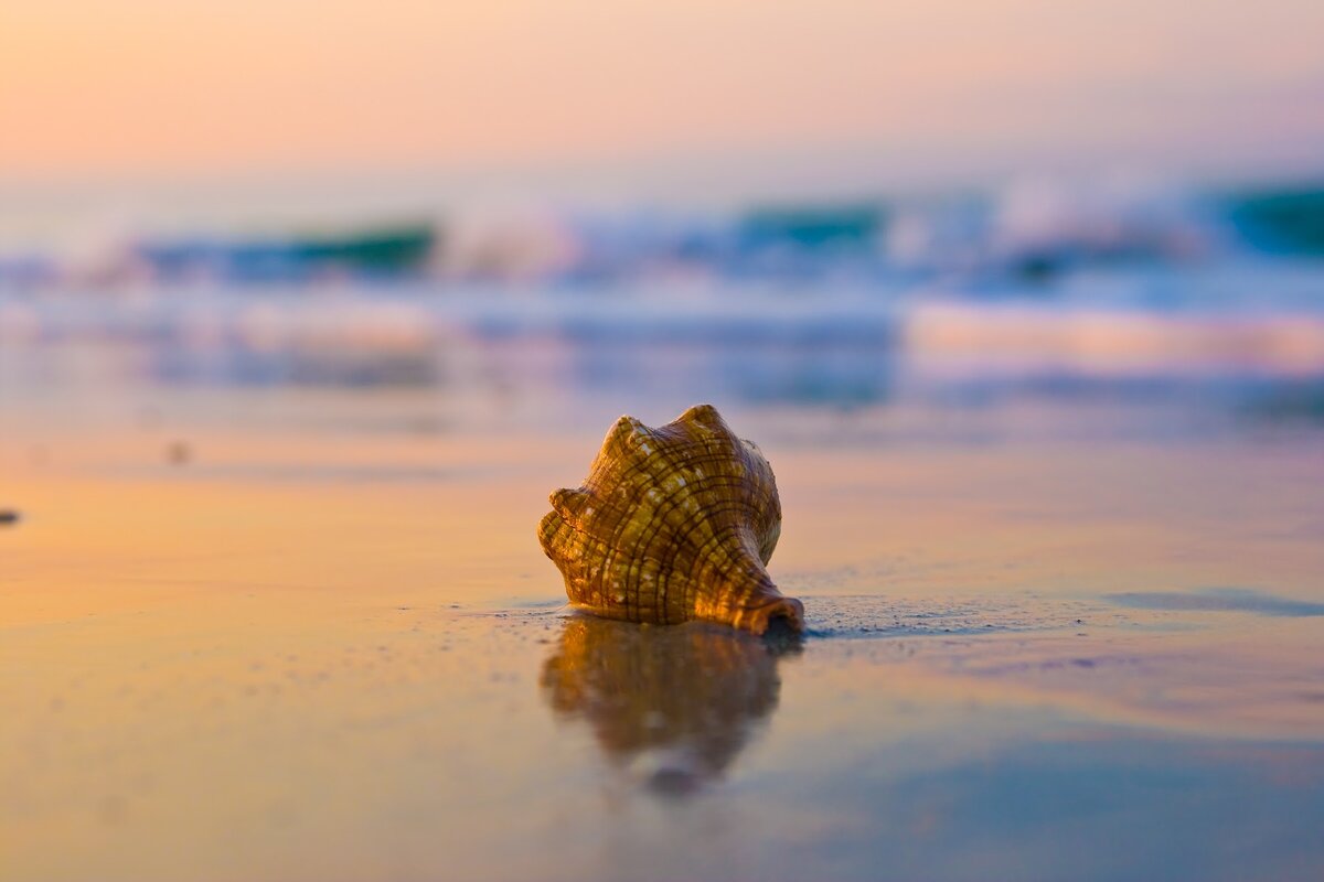 Conch Shell at Sunset