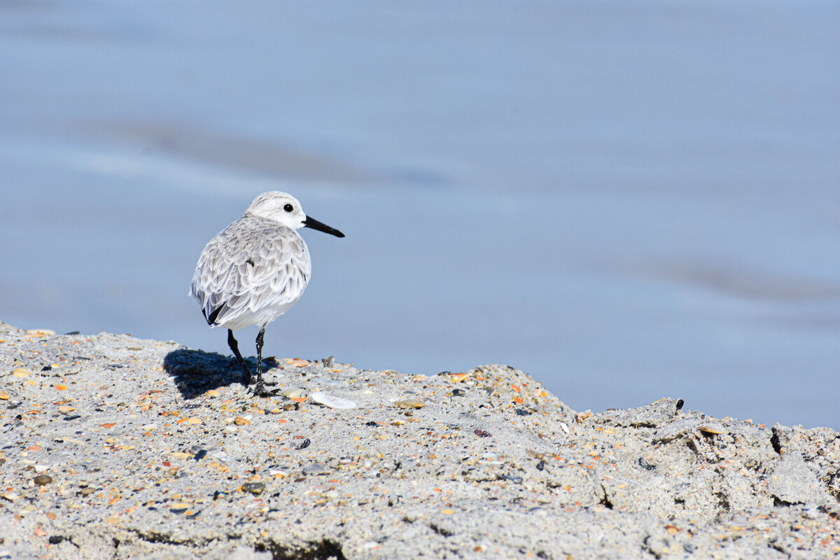Sanderling