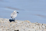 Sanderling