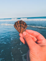 Scallop Shell at the Tideline