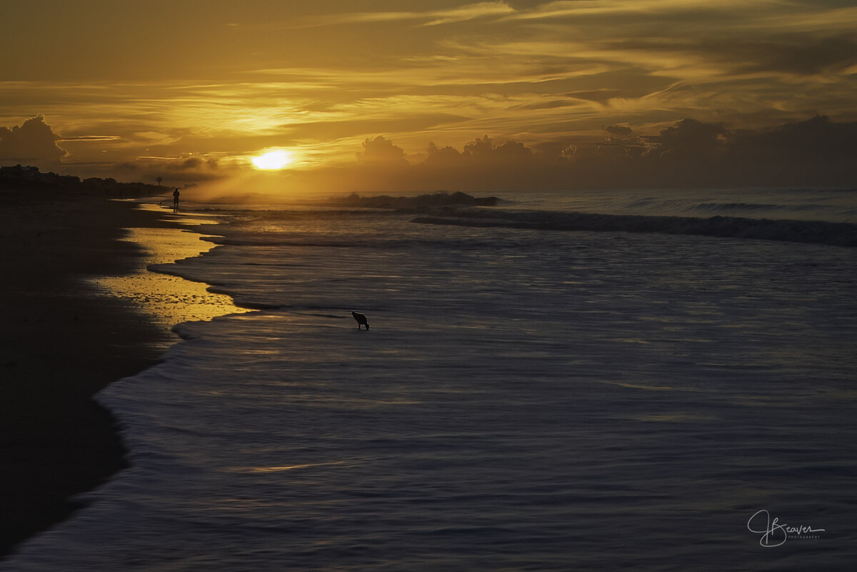 Shorebird at Sunrise