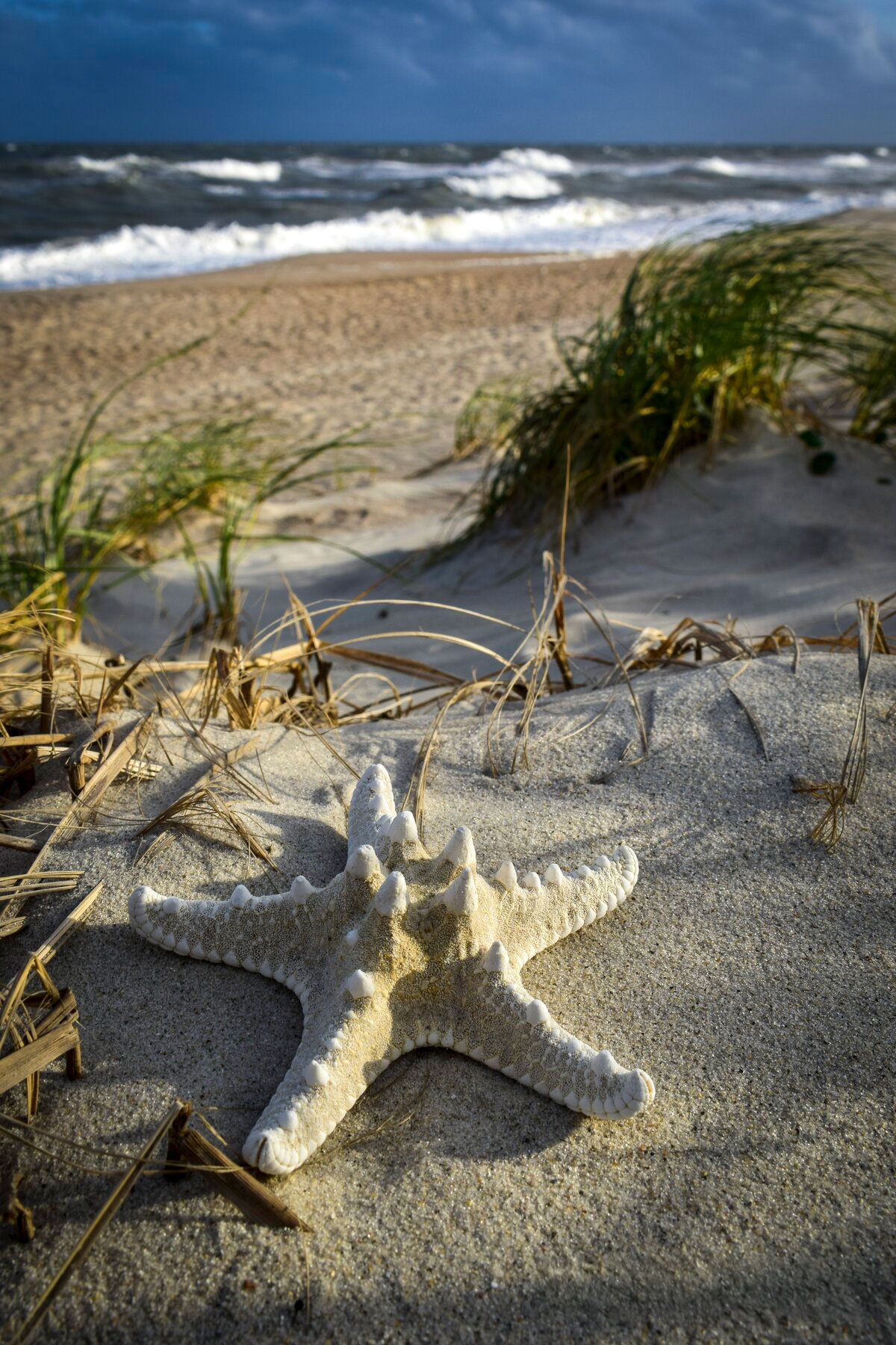 Starfish on the Dune
