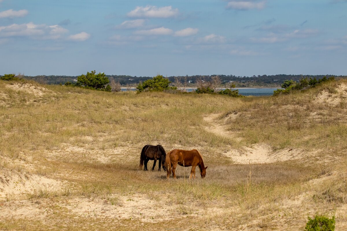 Wild Mustangs of Shackleford Banks
