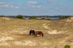 Wild Mustangs of Shackleford Banks