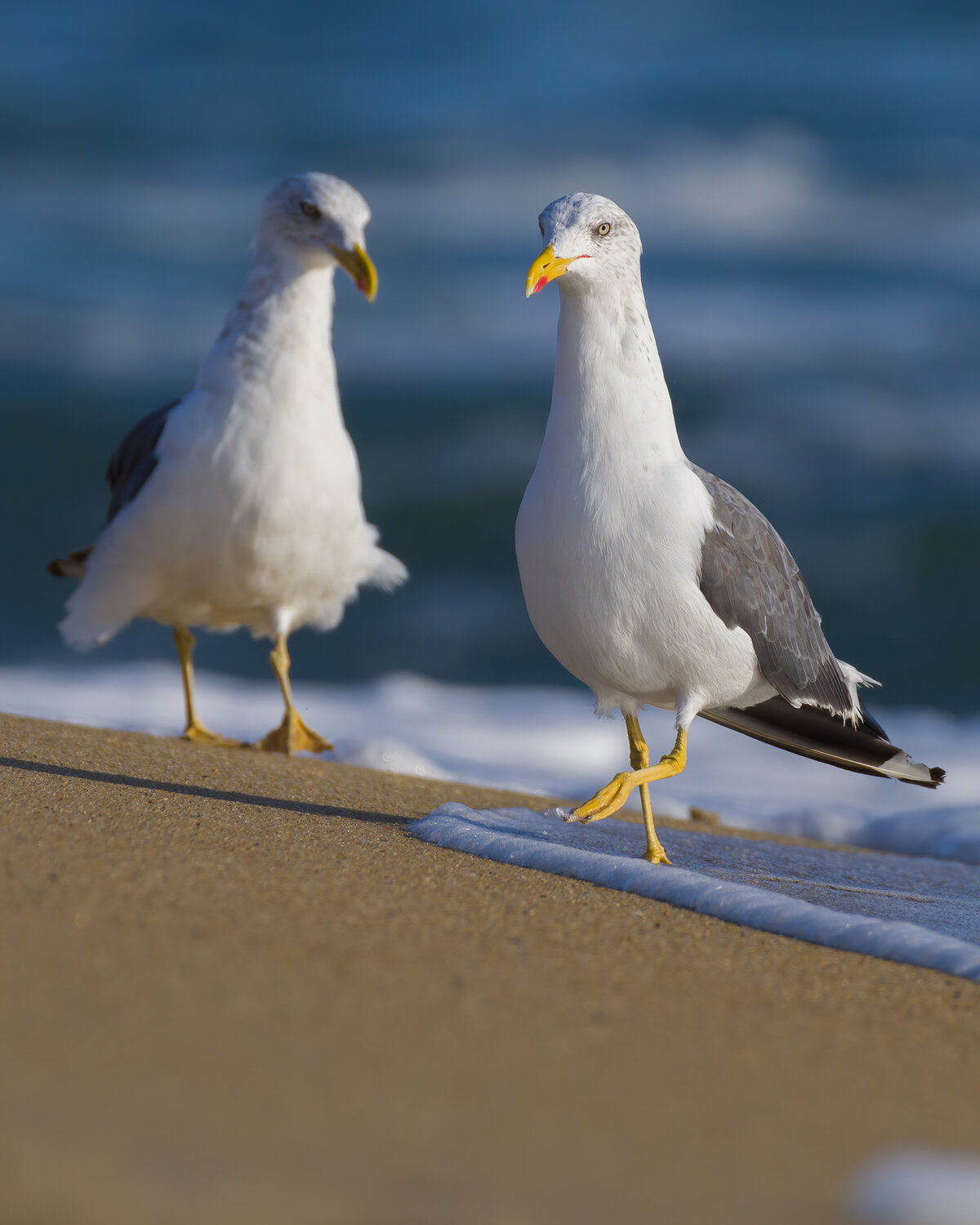 Lesser Black-backed Gull