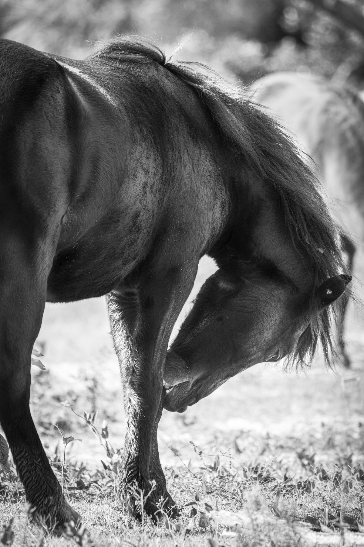 Wild Pony Grooming