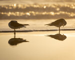 Golden Hour Shorebirds
