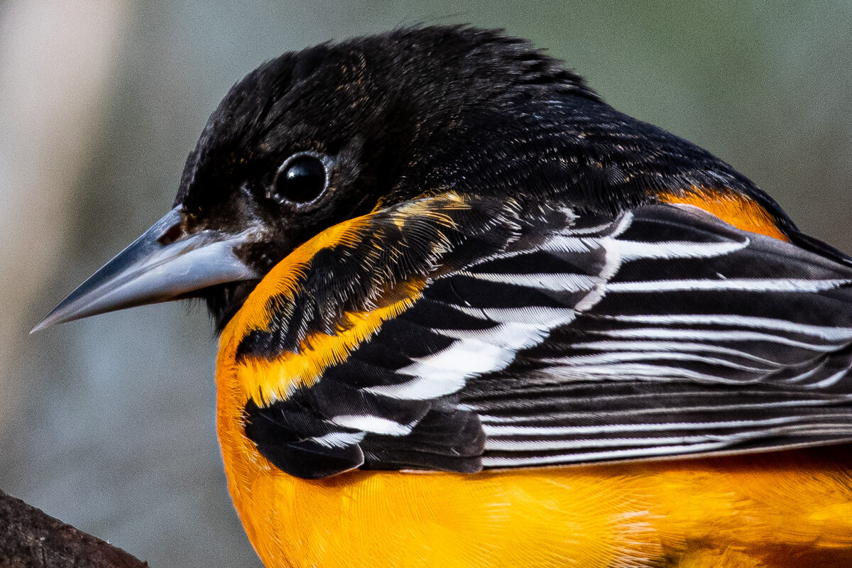 Baltimore Oriole Portrait
