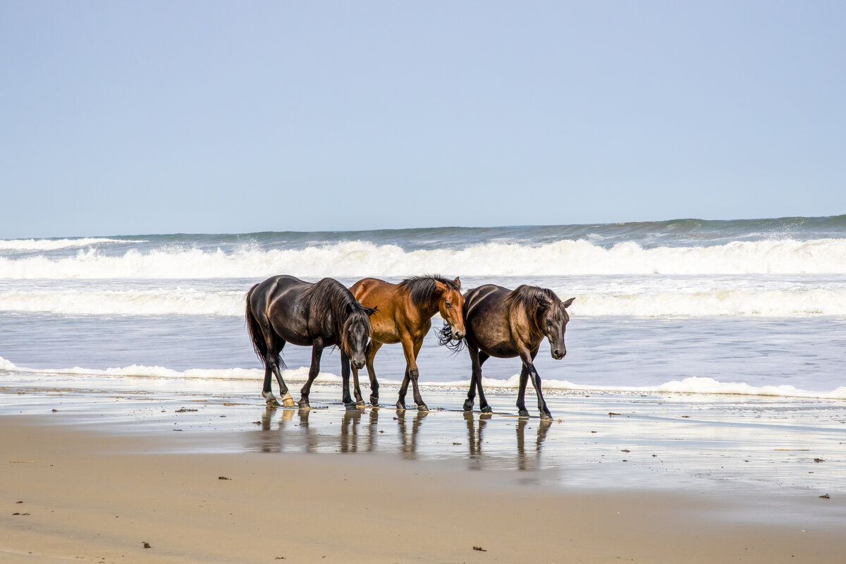 Wild Horses by the Sea