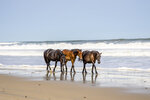 Wild Horses by the Sea