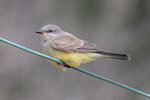 Kingbird on the Wire
