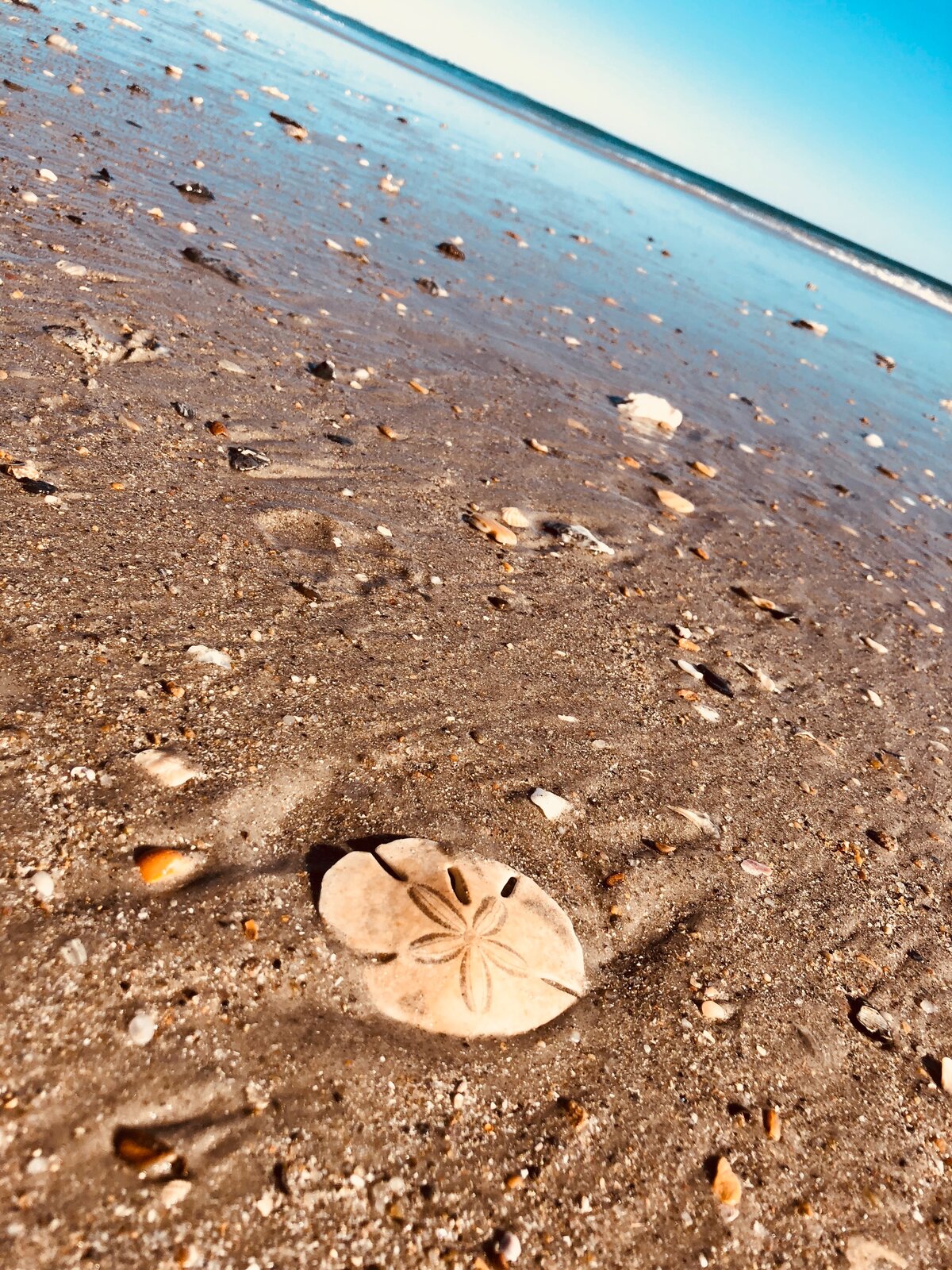 Sand Dollar Find