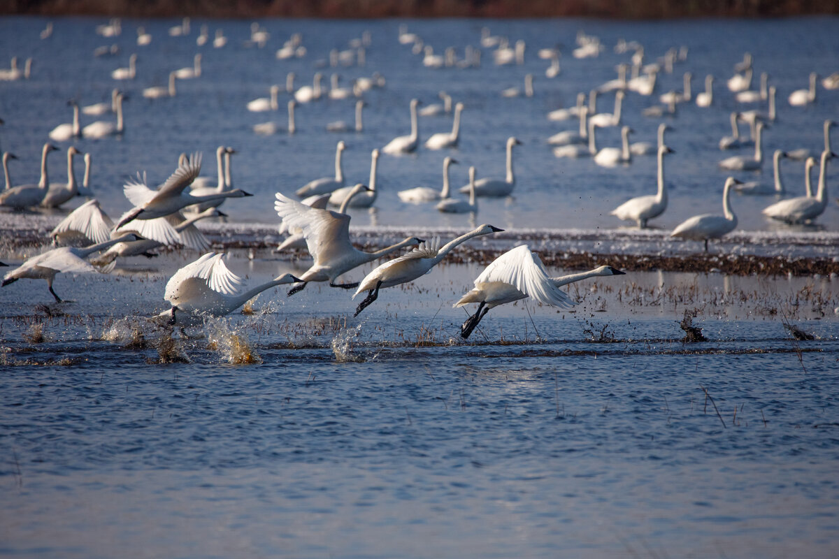 Tundra Swans Taking Flight