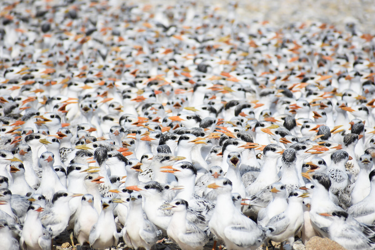 Royal Tern Colony