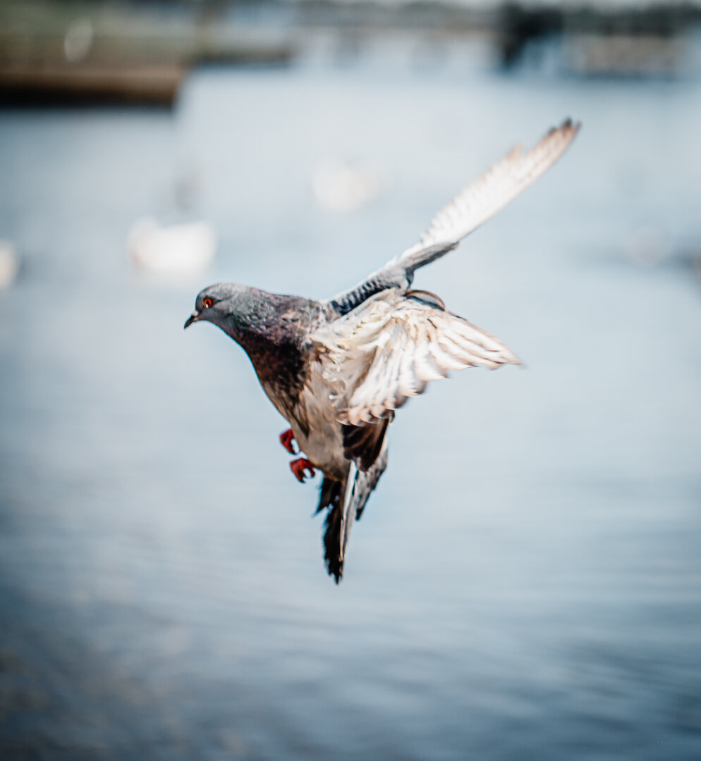 Pigeon in Flight