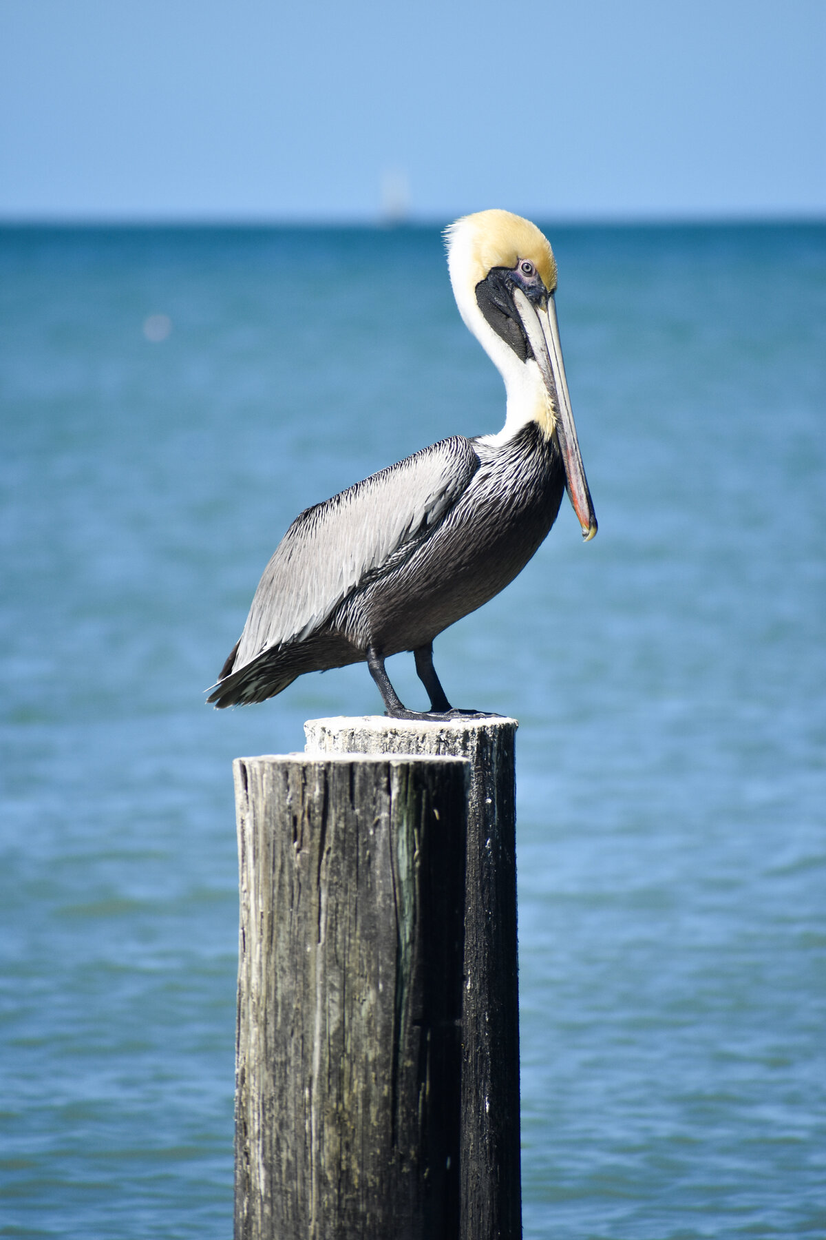 Pelican on a Piling