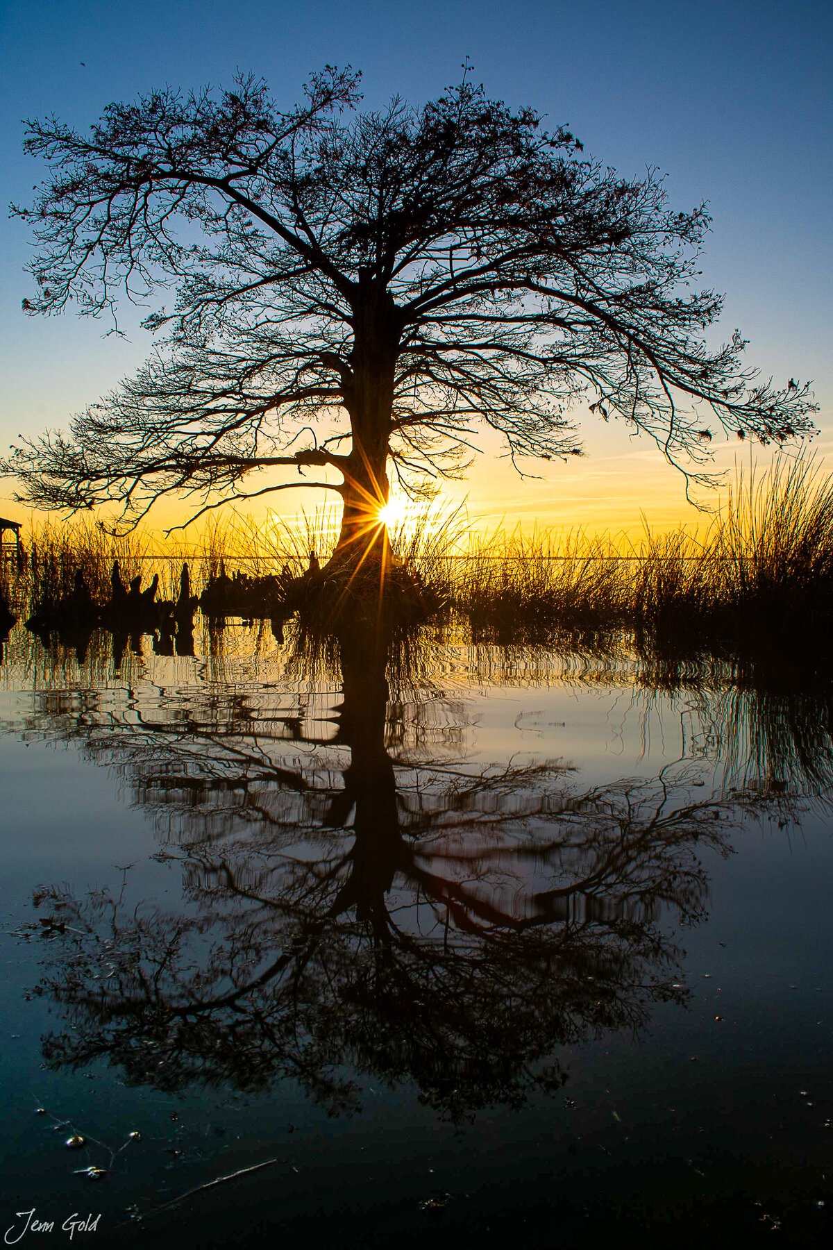 Cypress Tree at Sunset