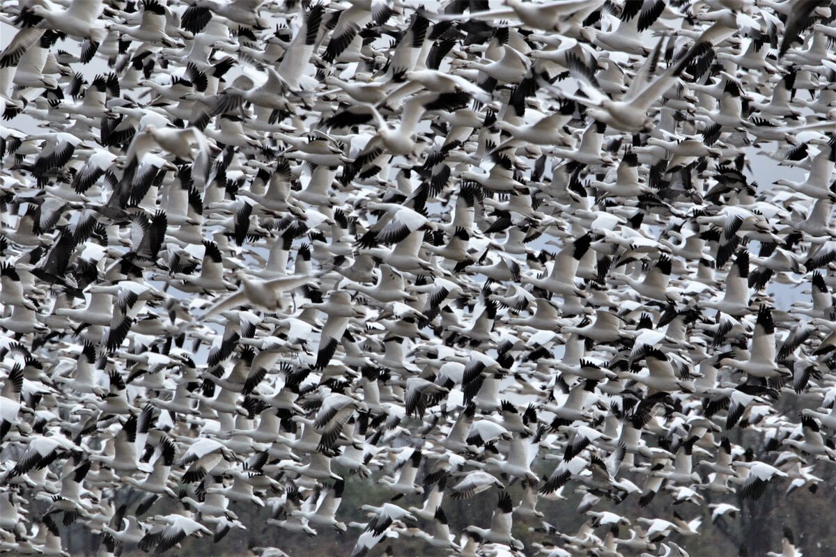 Snow Geese