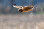 Northern Harrier at Pungo Lake