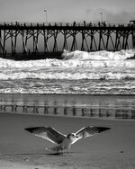 Gull Landing on the Shore