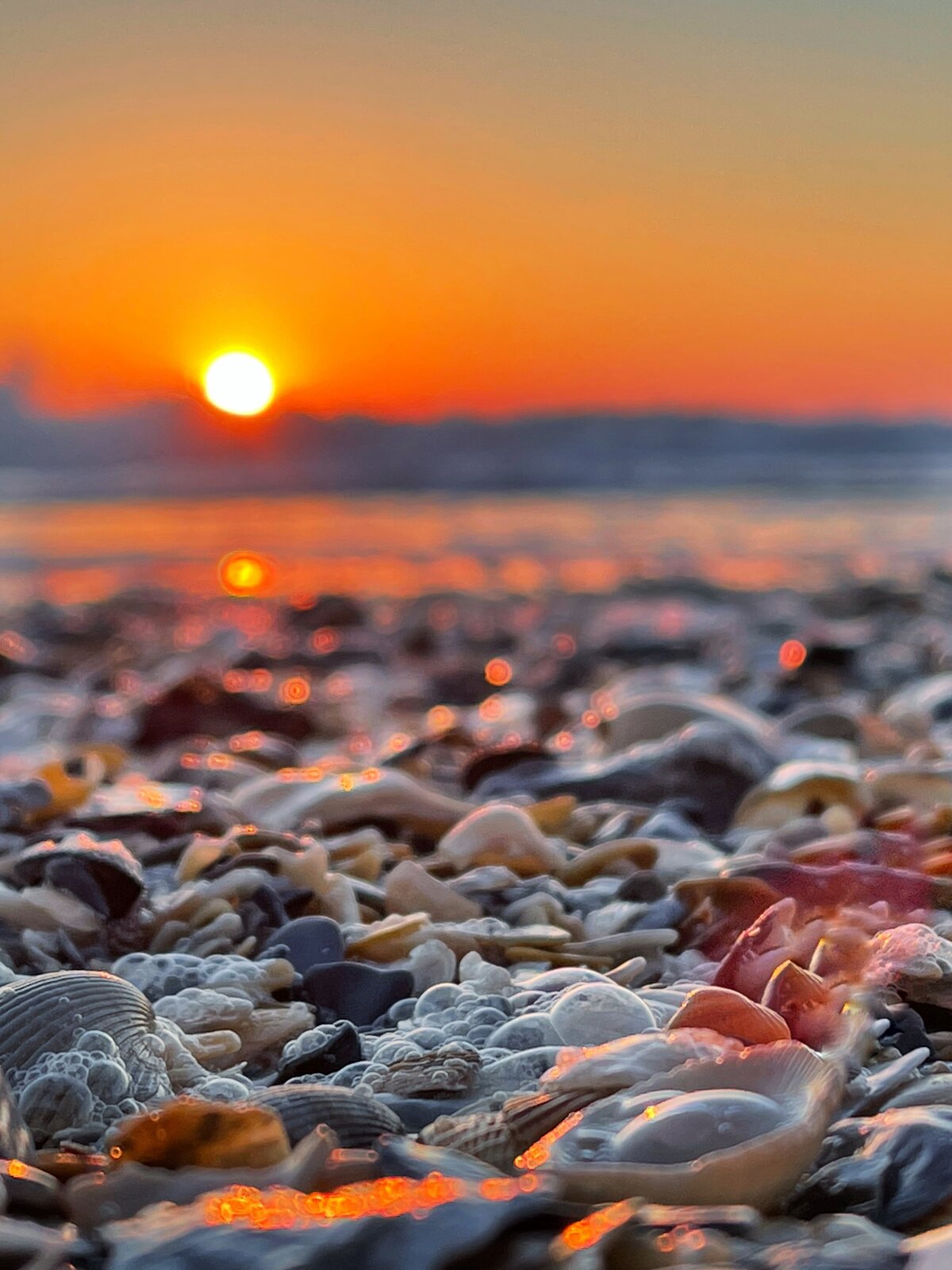 Sunset Through the Shells