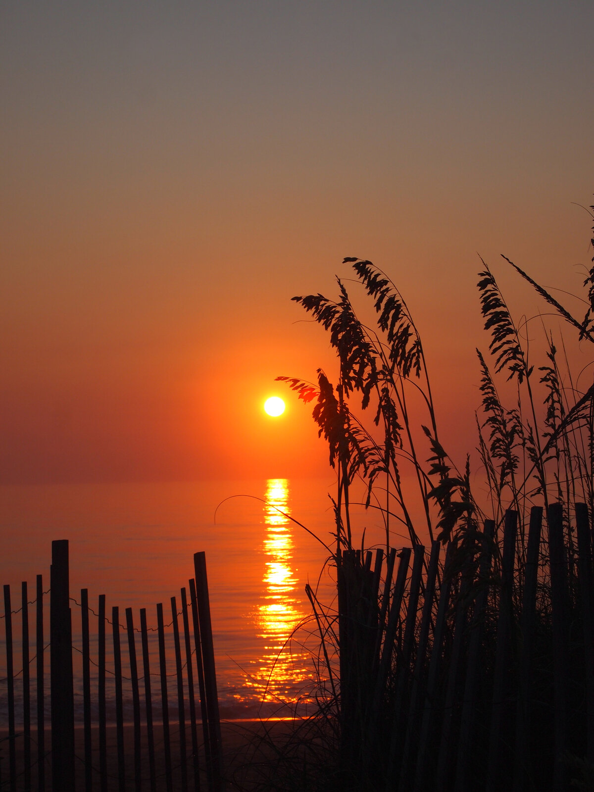 Sunset Silhouette Through the Sea Oats