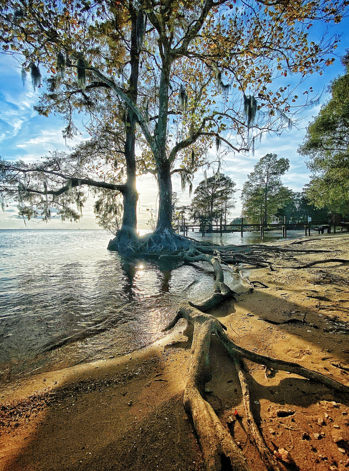 Cypress Roots at the Water's Edge