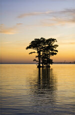 Cypress Trees at Sunset