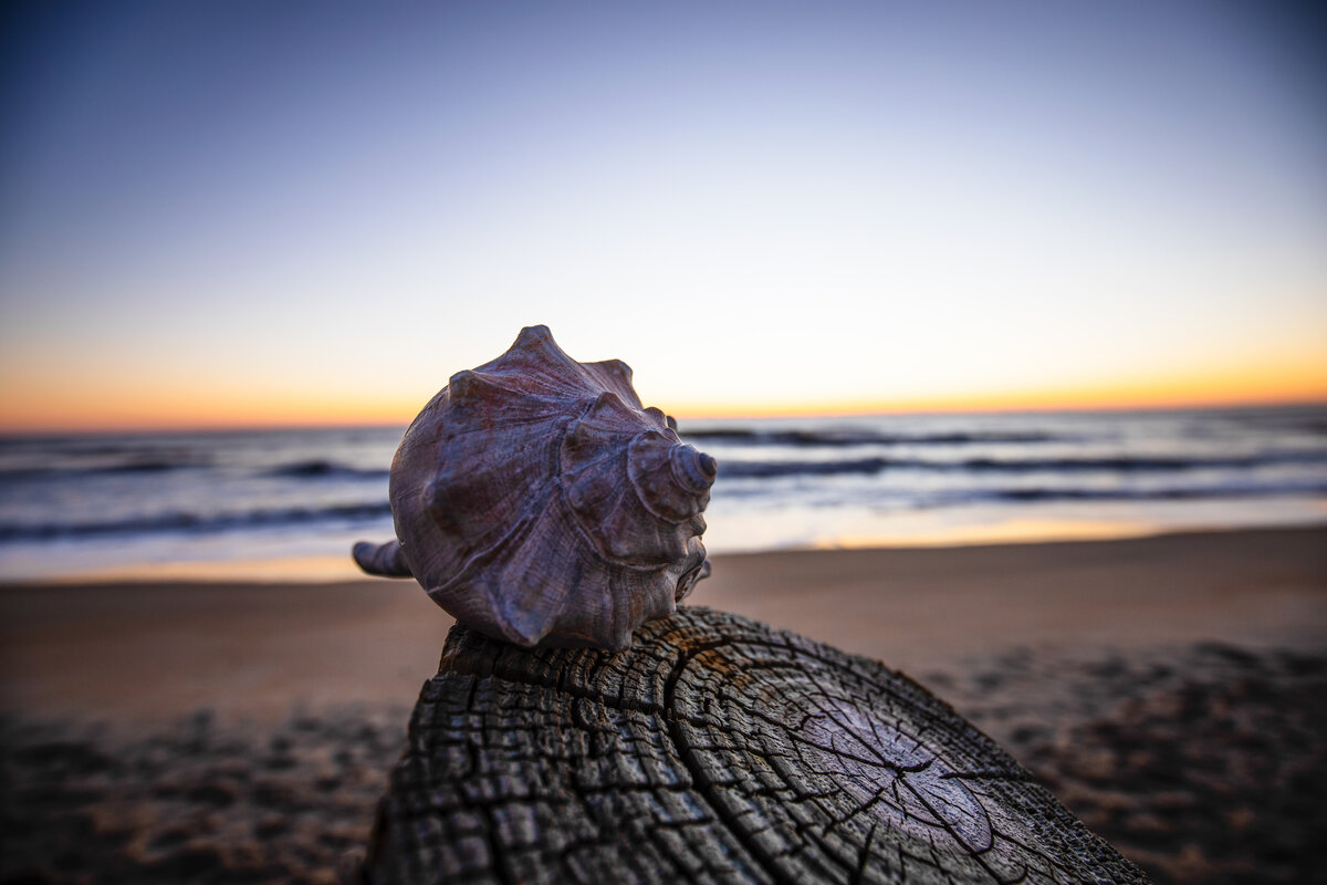 Whelk Shell at Sunrise