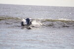 Dolphin Leaping in the Surf
