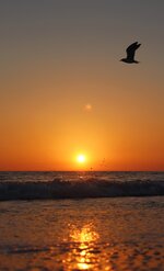 Seagull Silhouette at Sunset