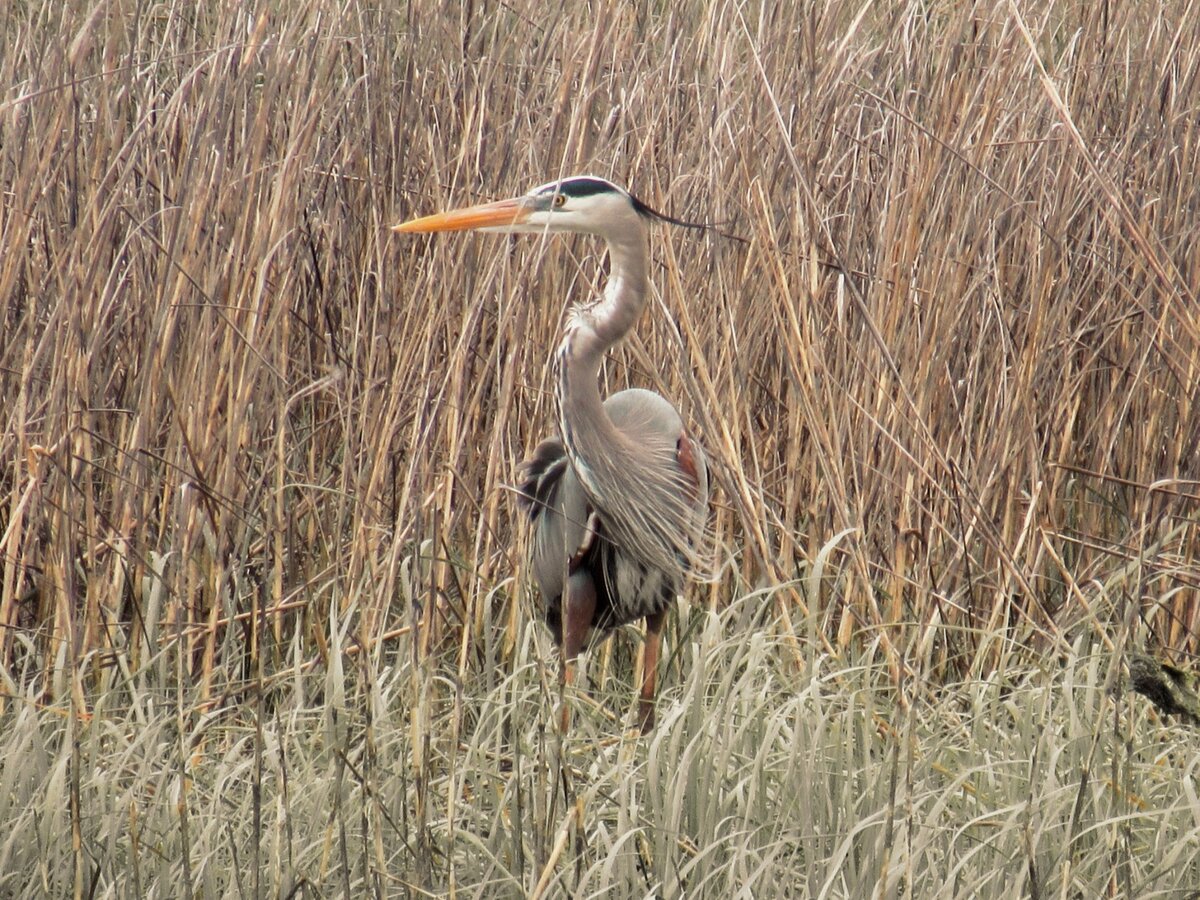 Great Blue Heron in the Marsh
