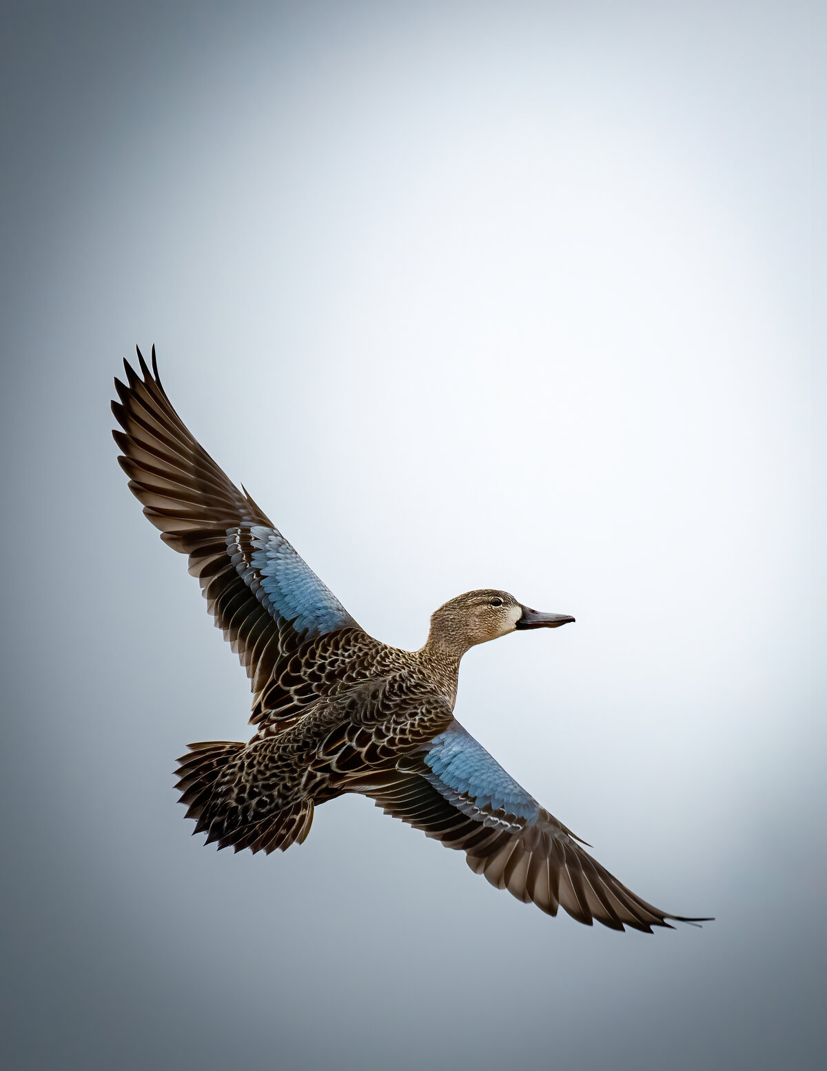 Duck in Flight