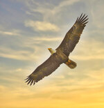 Bald Eagle in Flight