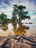 Cypress Trees on the Water