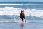 Wild Horse in the Surf
