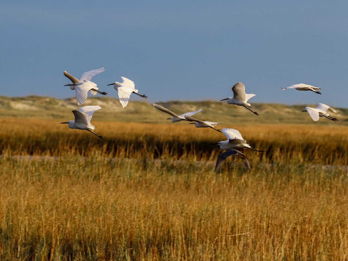 Egrets Taking Flight