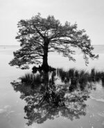 Solitary Cypress