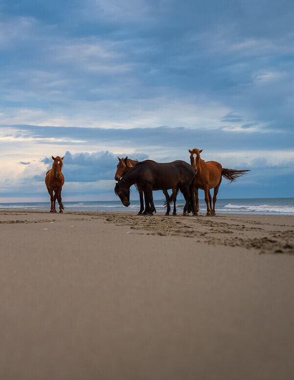 Wild Horses on the Beach