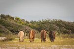 Wild Horses Grazing