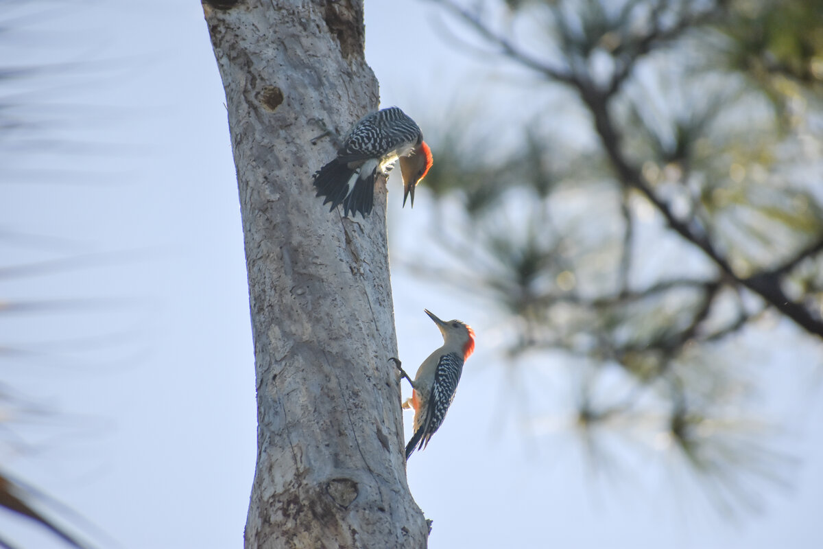 Red-Bellied Woodpeckers