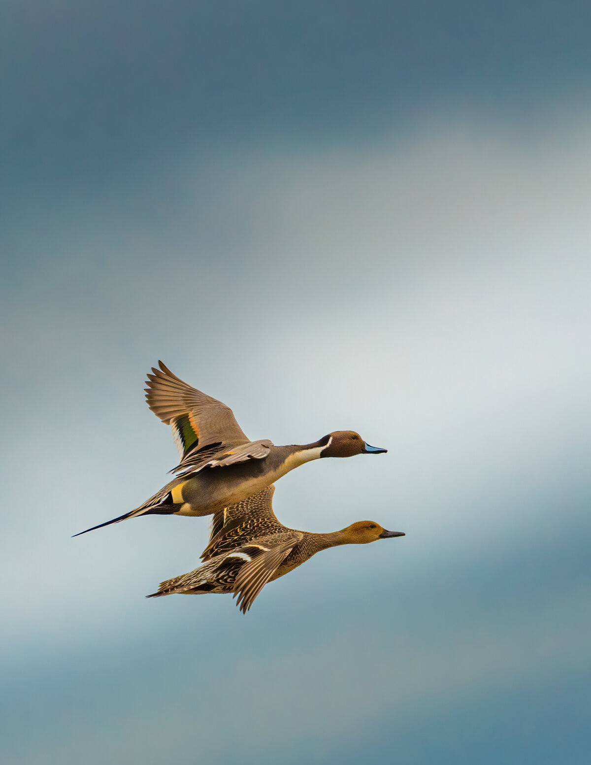 Ducks in Flight