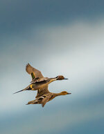 Ducks in Flight