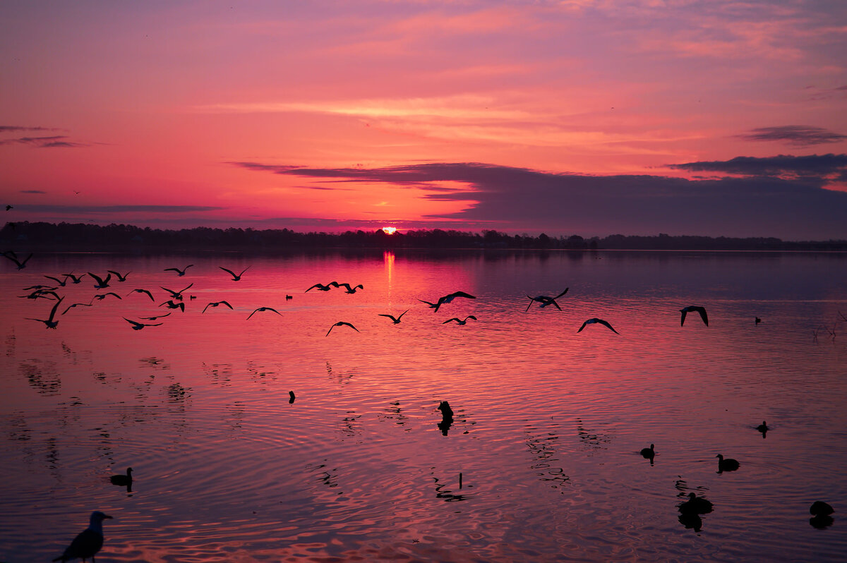 Waterfowl Takeoff at Sunset