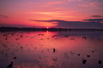 Waterfowl Takeoff at Sunset