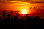 Silhouetted Treeline Sunset
