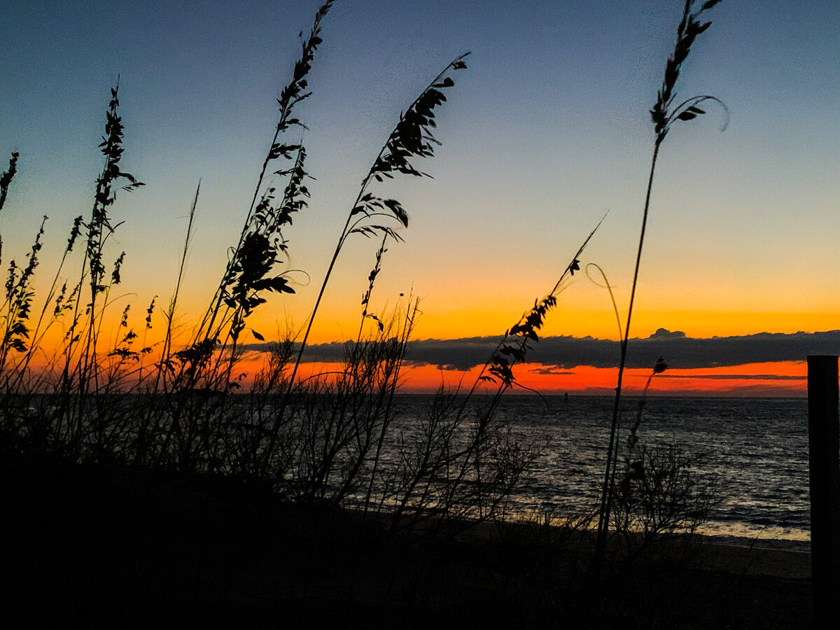 Sea Oats at Sunset